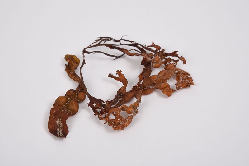 Datei:Organisch1 19 1.jpg