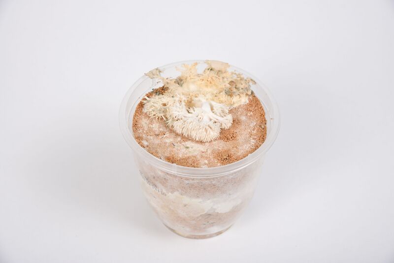 Datei:Organisch3 9-2.jpg