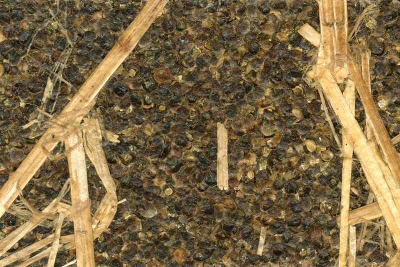 Datei:Hemp Shives, Fibres and Nut Husks 2.jpg