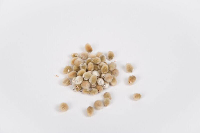 Datei:Organisch1 12-1.jpg