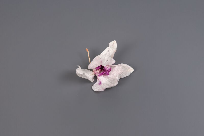 Datei:Organisch3 13.jpg