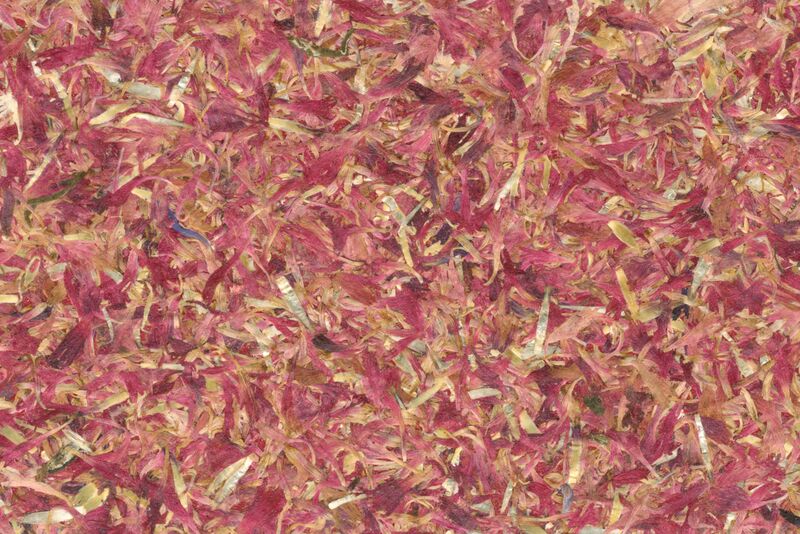 Datei:Cornflower Blossoms Red 2.jpg